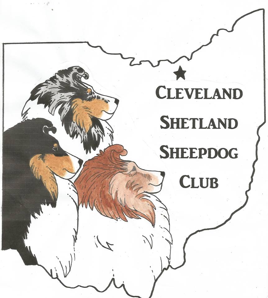 Cleveland shetland sales sheepdog club